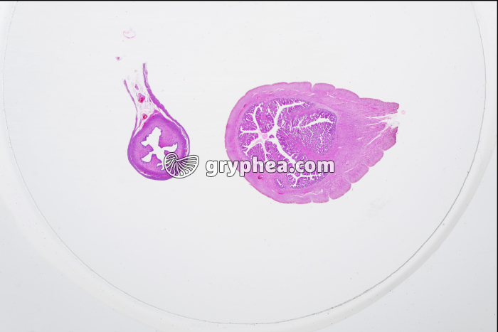 Utérus 2 phases x2 - gryphea.com
